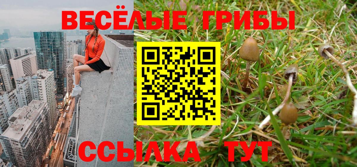 Псилоцибиновые грибы Psilocybe Губаха